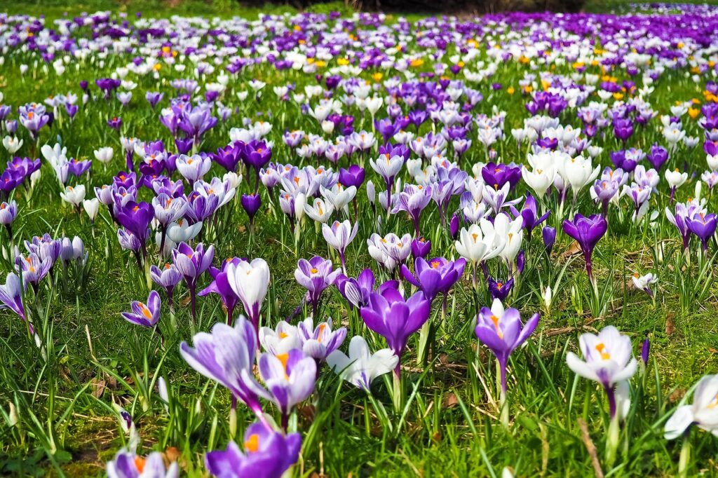 crocus, flower, spring, flower background, spring flower, blossom, bloom, crocuses, purple, early bloomer, boo, close up, nature, beginning of spring, garden, spring crocus, purple flower, white, spring awakening, grass, green, bloom, meadow, mood, spring fever, spring meadow, flower meadow, signs of spring, beautiful flowers, flora, plant, blooming, splendid colors, coloured, violet, flower wallpaper, beautiful, inflorescence