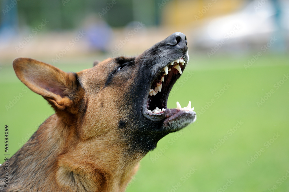 A security alarm vs. Man's Best Friend