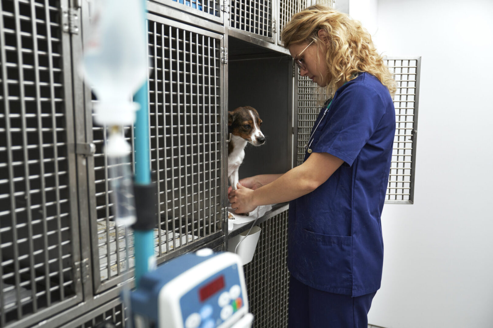 Veterinary nurse attending to a dog.