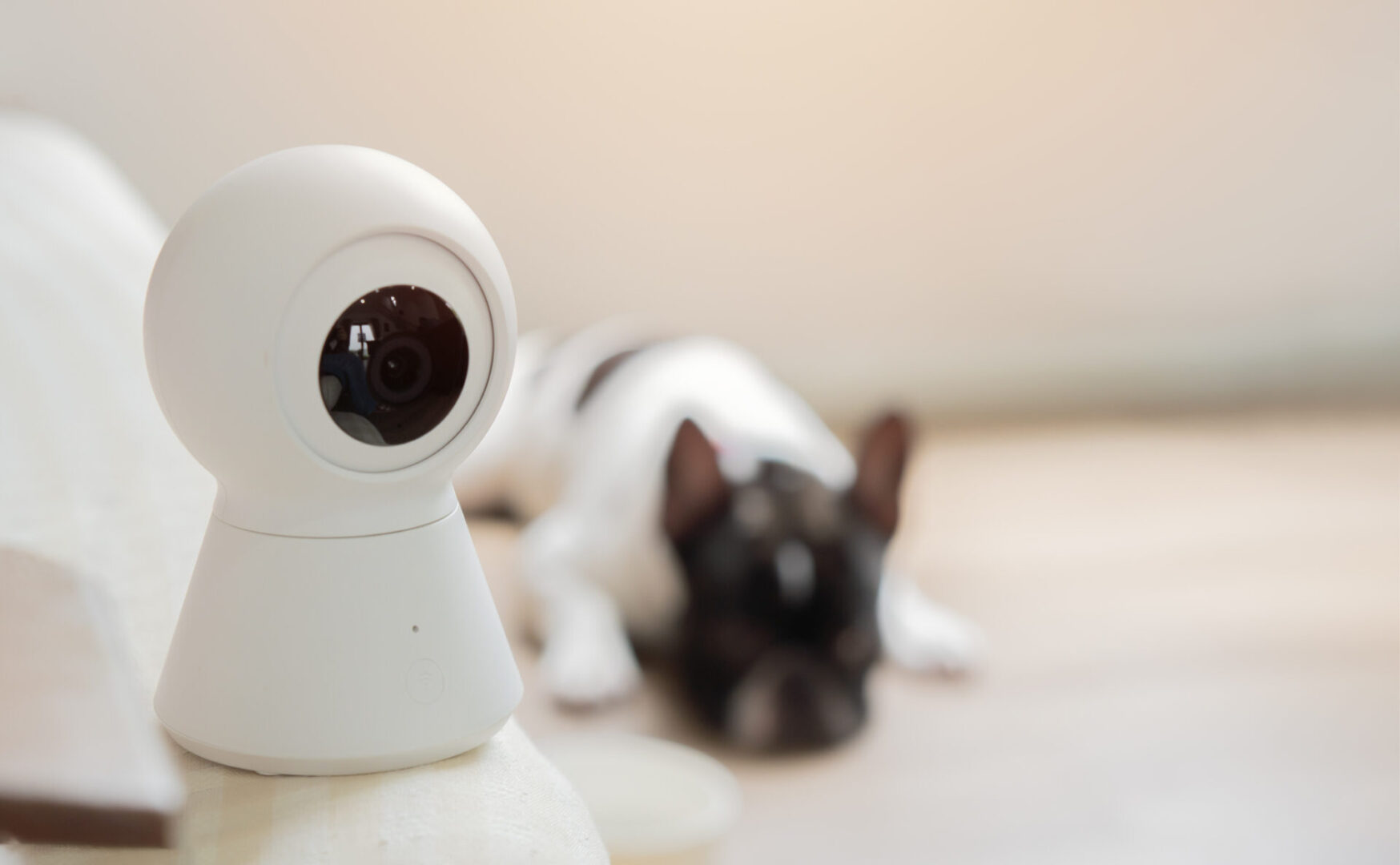 Security camera with sleeping dog in background.
